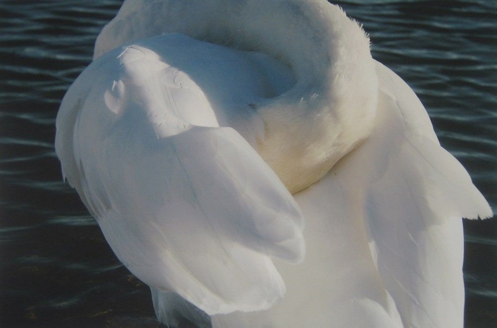 Anne Bayin Canadian swan photograph Tuck