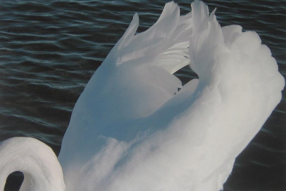 Anne Bayin Canadian swan photograph Nip
