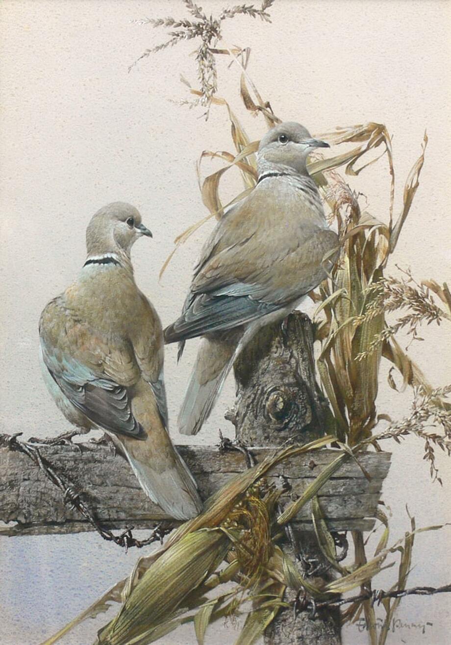 Edwin Penny watercolour Collared Doves