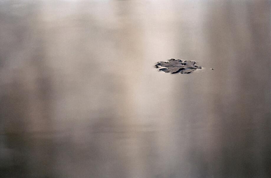 Peter Gumpesberger Canadian Floating Leaf photograph